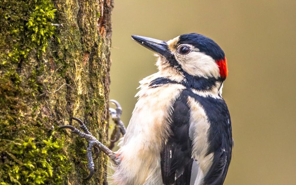 De grote winnaar in het bos is de specht. Van de zes soorten die in Nederland leven, gaat het de meeste spechten voor de wind. beeld iStock