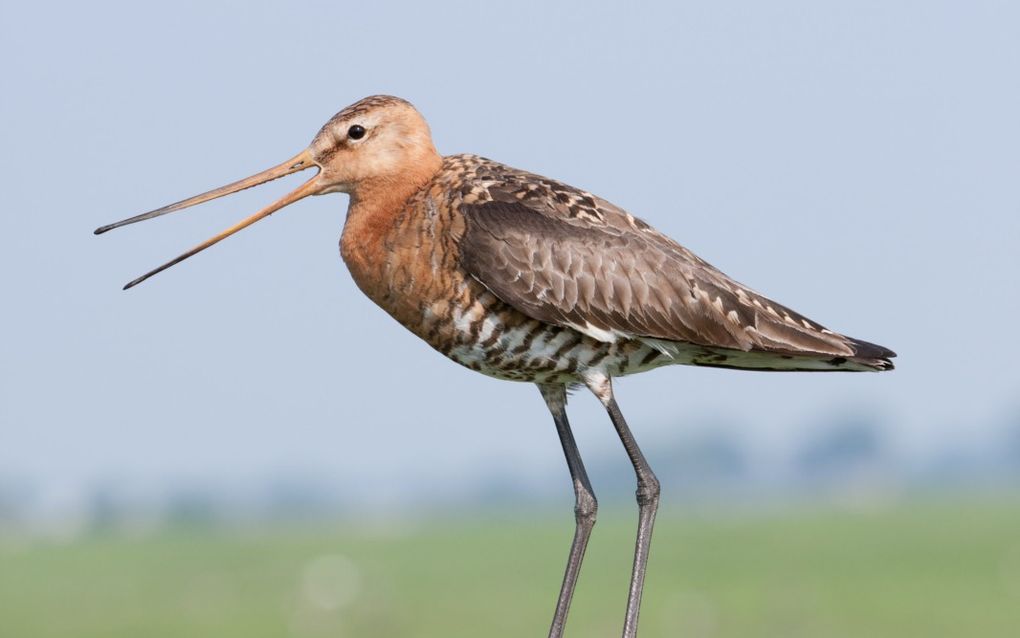 Eind februari strijken grutto’s neer in de Hollandse veenweides om te broeden. beeld iStock