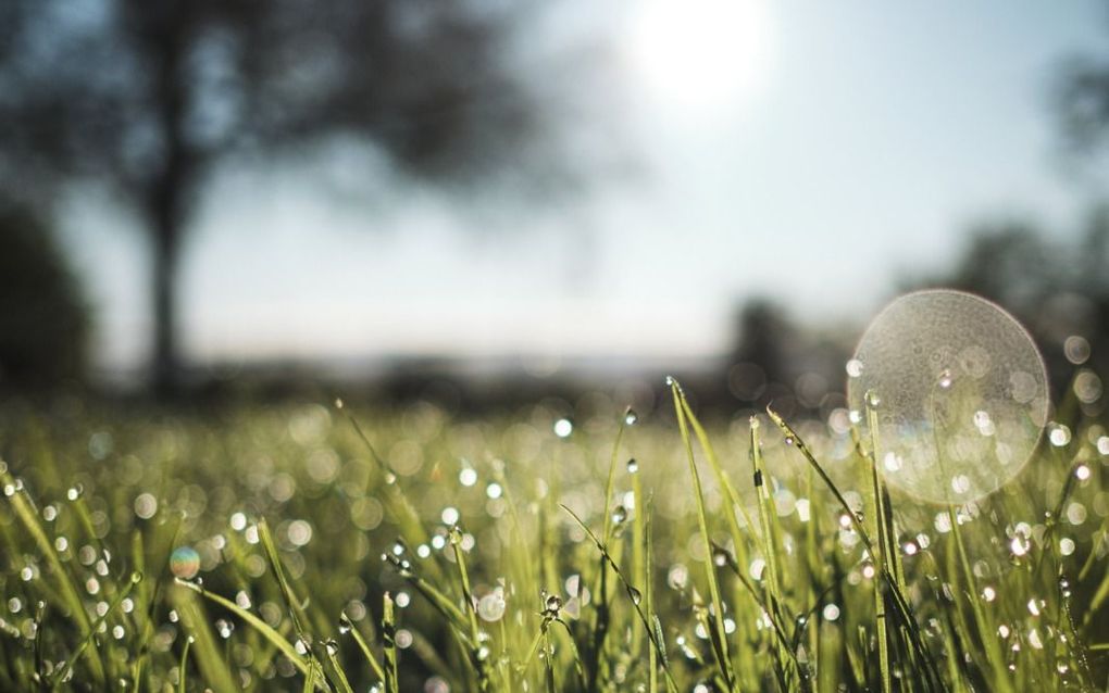 ‘Bacteriescheetjes’ zorgen voor lekkere regengeur na droogte