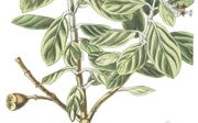 De Sint-Helena-olijfboom is een van de 571 bomen- en plantensoorten die is uitgestorven. beeld Wikimedia