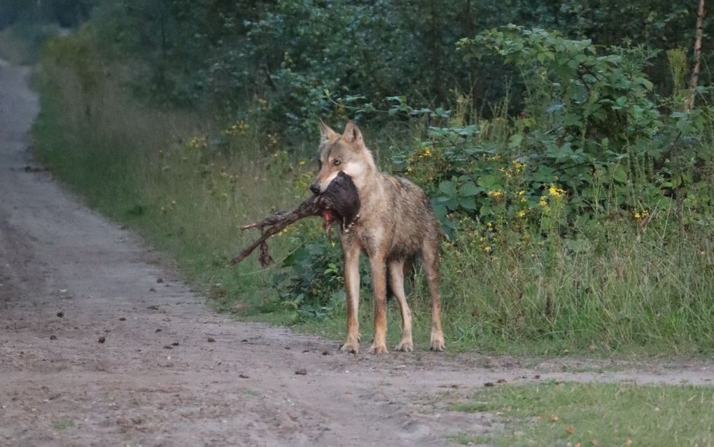 De wolf die Marjolein en haar broertje tegenkwamen. beeld Marjolein Schouten