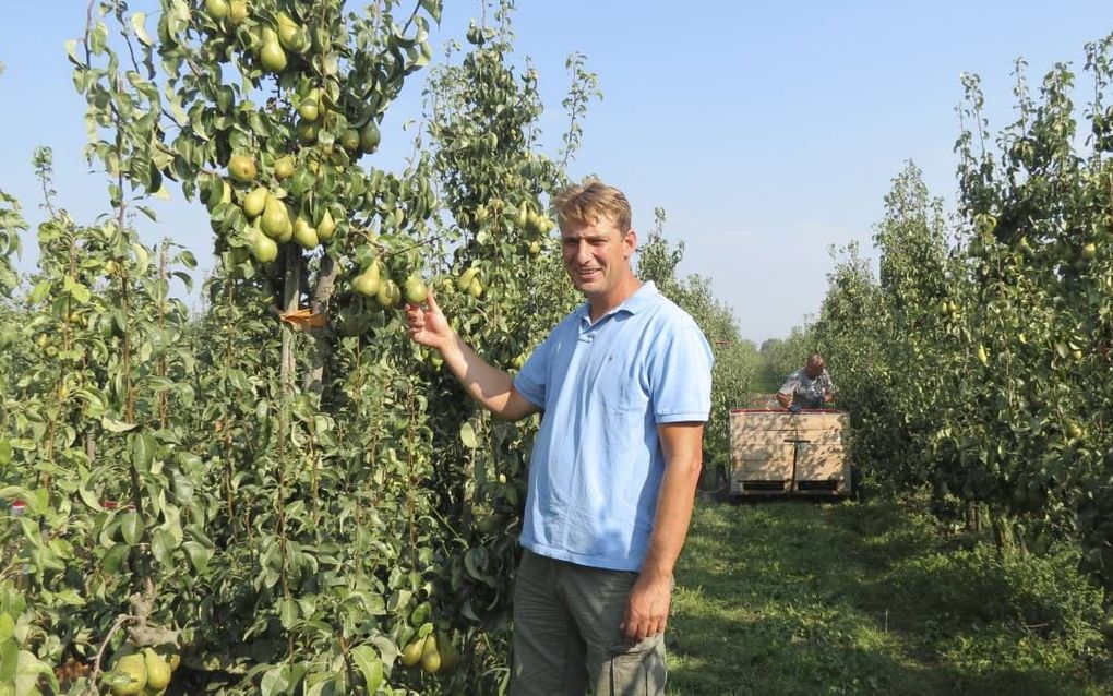 Fruitteler Vogelaar uit Krabbendijke in zijn boomgaard. beeld Van Scheyen Fotografie