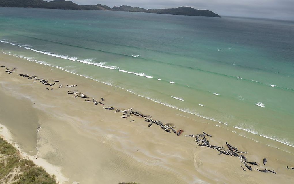 Tientallen walvissen liggen levenloos voor de kust van  Stewart Island in Nieuw-Zeeland. De walvissen zwommen verkeerd en konden zich niet meer redden. beeld AFP