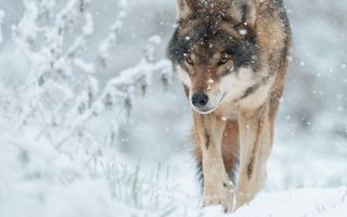 Een wolf in de sneeuw.