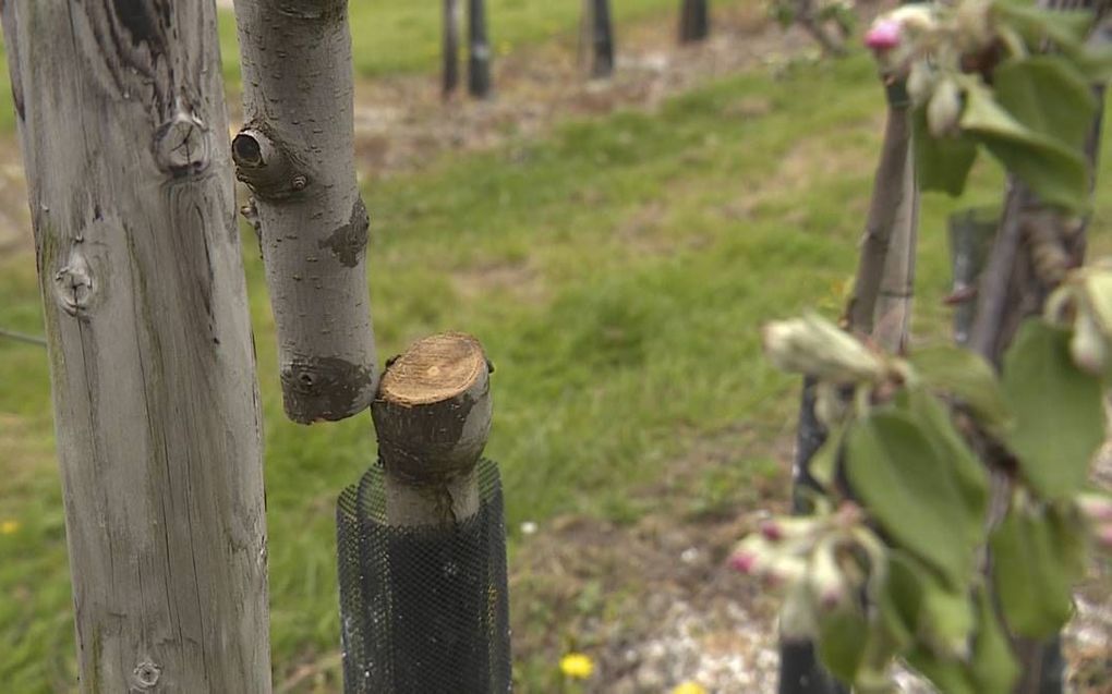 Agrariërs in het Land van Maas en Waal zijn op hun hoede omdat een mysterieuze vandaal de afgelopen tijd vernielingen aanrichtte bij tal van boerenbedrijven. Onder andere fruitbomen worden doorgezaagd.  beeld Omroep Gelderland