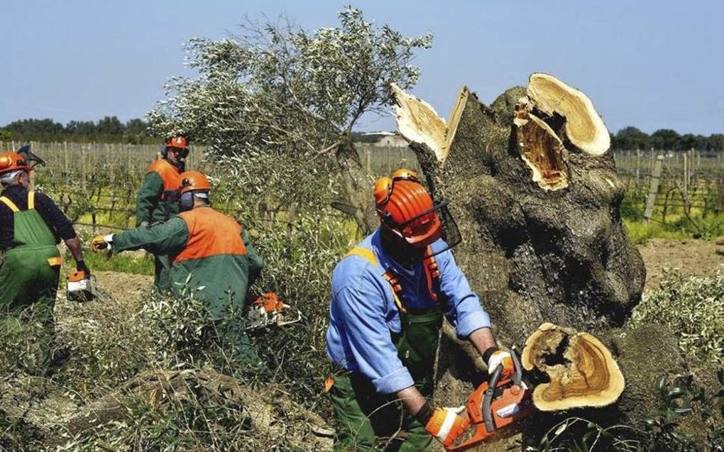 Het rooien van de zieke bomen kost veel tijd en geld. beeld La Stampa