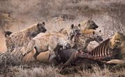 Gevlekte hyena's en leeuw knokken om de buit. beeld Bart Siebelink