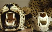In beslag genomen tijgerkoppen tijdens ”Operatie Toekan”.  beeld ​Rijksdienst voor Ondernemend Nederland