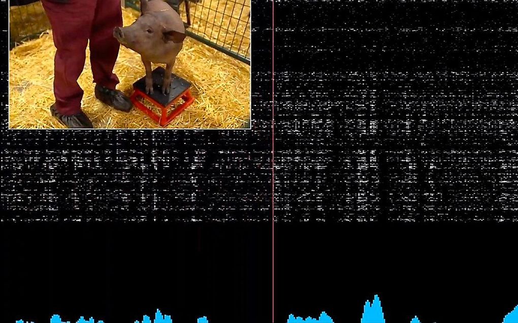 Een varken met een Neuralink-implantaat in het deel van zijn hersenen dat de snuit bestuurt, moest door Musk worden overgehaald om voor de camera te verschijnen. Maar het beest begon uiteindelijk van ontlasting te eten en aan stro te snuiven, waardoor pie