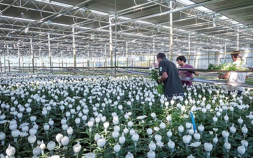 Chrysantenkas. De personen op de foto hebben geen relatie tot het onderwerp van dit artikel. beeld ANP, Lex van Lieshout