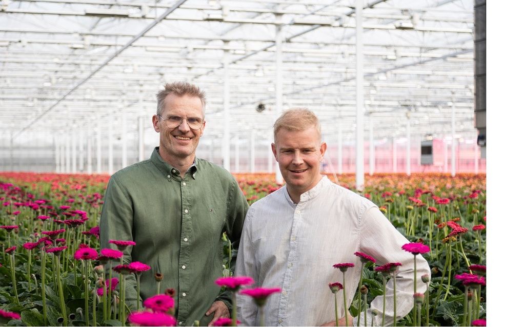 Dirk-Jan (l.) en Laurens Oudijk in hun gerberakwekerij in Moerkapelle. beeld firma Oudijk