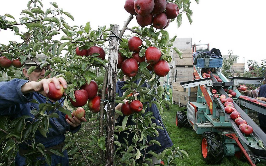 De appeloogst lijkt dit jaar erg tegen te vallen. Vorst en aanhoudende kou zorgden ervoor dat er veel minder appels zijn dan in voorgaande jaren. beeld ANP