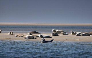 Zeehonden genieten van de rust en de zon op de zandplaat Richel onder Vlieland. beeld RD, Henk Visscher