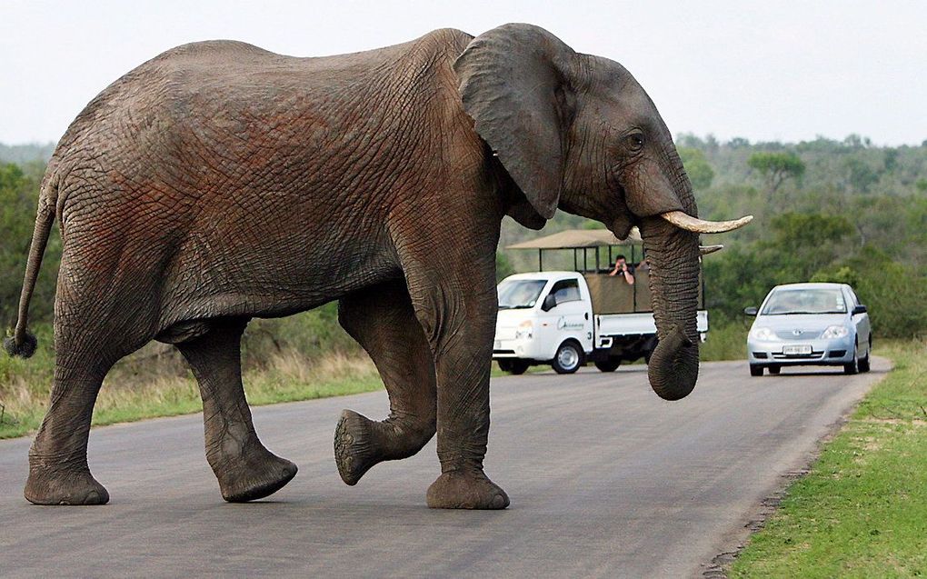 Een Afrikaanse olifant steekt de weg over in het Kruger National Park in Zuid-Afrika. beeld EPA, Jon Hrusa