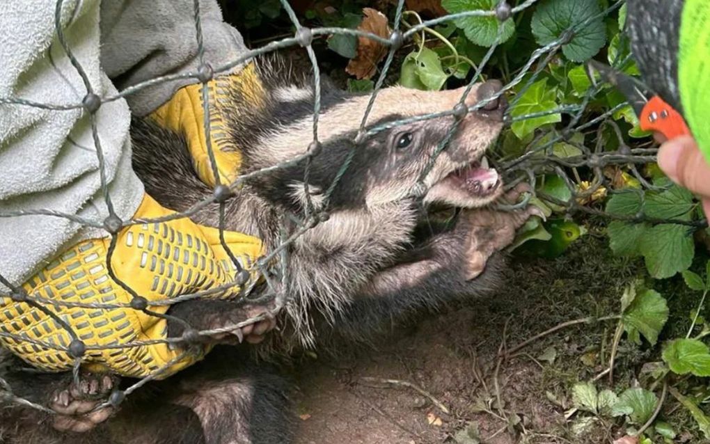 Das in de problemen. beeld Dierenbescherming