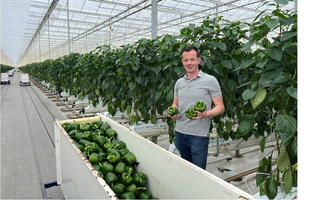 Bedrijfsleider Bart Jan van Raalte werkt dagelijks tussen de paprika’s. beeld RD