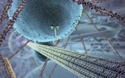 Het kinesine motoreiwit is een verbazingwekkend voorbeeld van design in de cel.  beeld Youtube, Harvard University