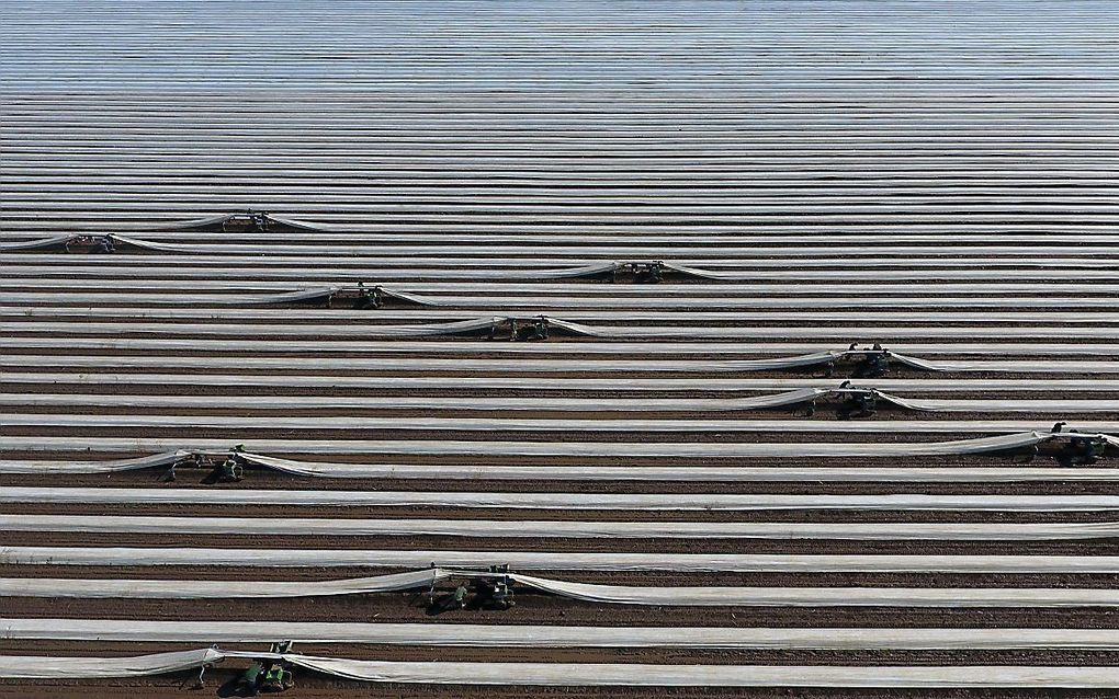 Arbeiders oogsten aspergers in een veld in Keulen, Duitsland. beeld AFP