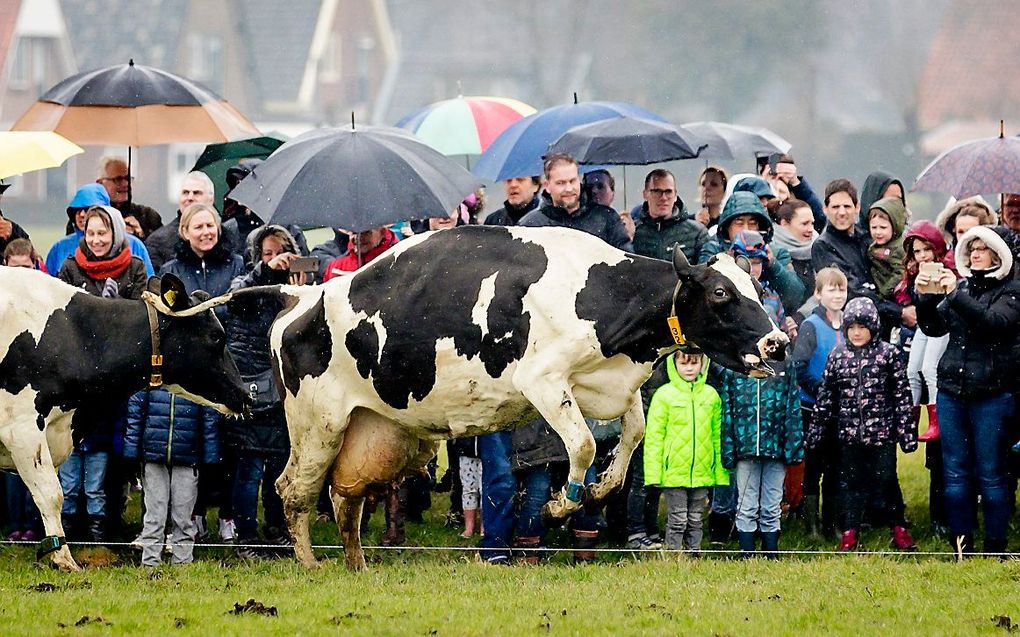 Op Boerderij Ter Coulster gaan de koeien voor het eerst dit jaar weer de wei in. beeld ANP