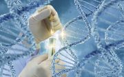Biotechnologen kunnen gewassen verbeteren door zwakke stukken DNA eruit te knippen en die te vervangen door ‘gezond’ soorteigen DNA. beeld iStock