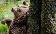 De beren van het Berenbos in Rhenen, stellen hun winterslaap uit. Volgens zoöloog José Kok van het Berenbos zijn de beren nog klaarwakker. „Ze hebben ontzettend veel te eten omdat er dit jaar extreem veel en heel grote eikels zijn gevallen.”  beeld ANP, K