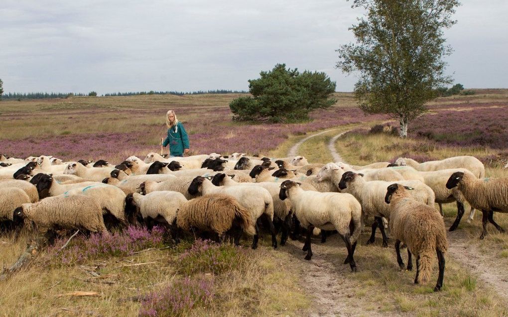 „Hun Herder heeft er evenwel dagwerk aan om Zijn schapen in het rechte spoor te houden.” beeld RD, Anton Dommerholt