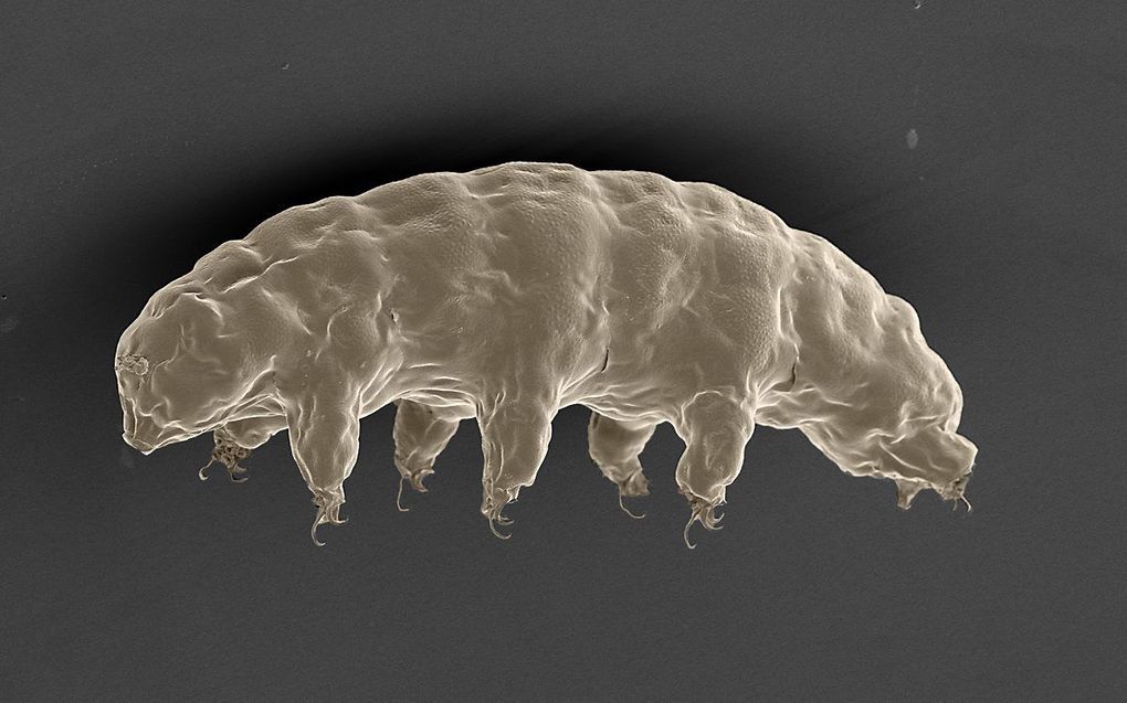 Foto van een beerdiertje, gemaakt met een elektronenmicroscoop. beeld AFP