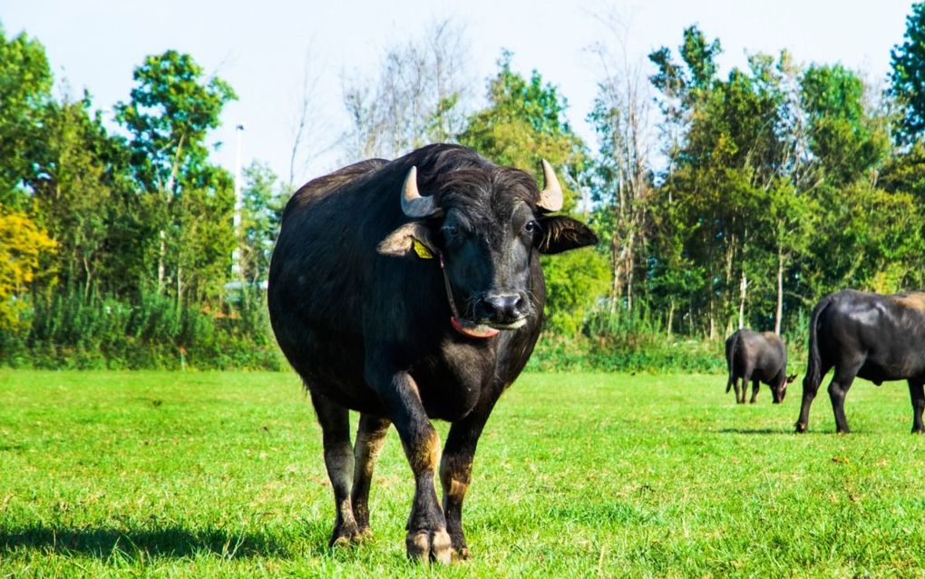 Tour de Boer door het Land van Heusden en Altena en de Bommelerwaard