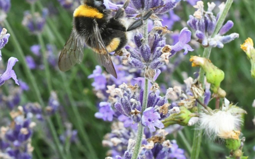 Een hommel op een lavendelplant. beeld Theo Haerkens
