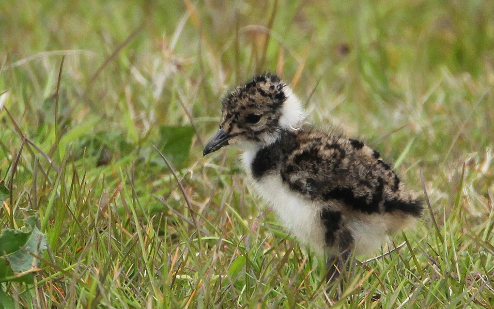 Zwart met wit donzig kuikentje in het gras.