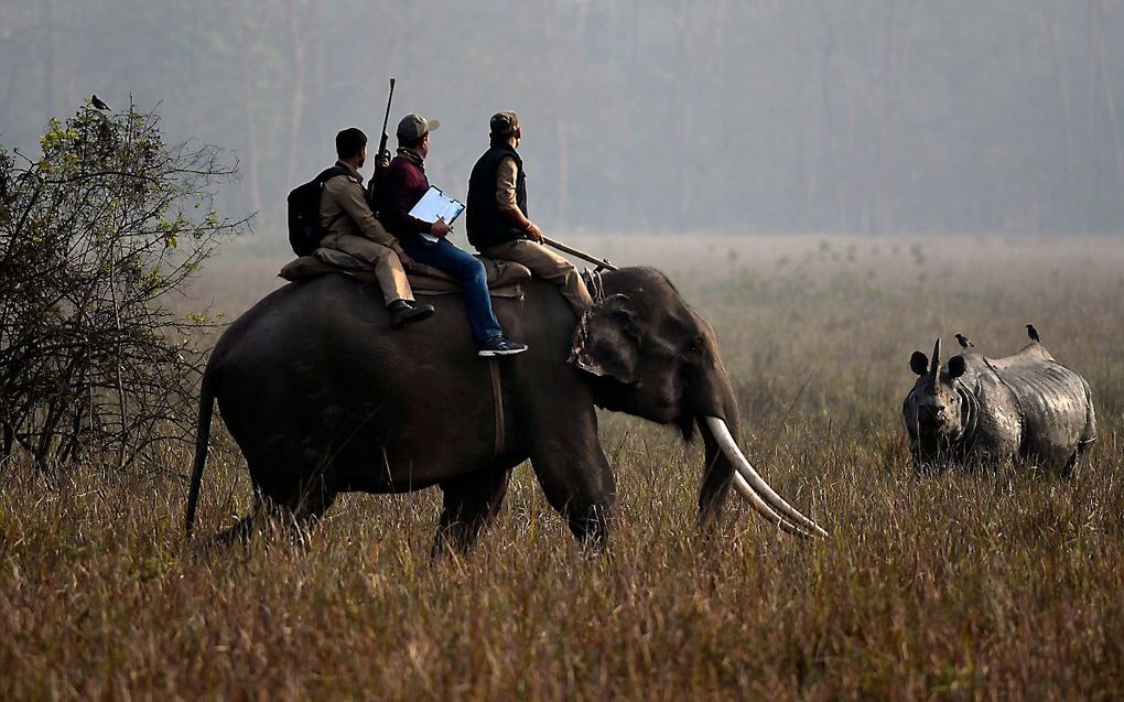 Een team natuurbeschermers telt neushoorns in een nationaal park in India. beeld EPA