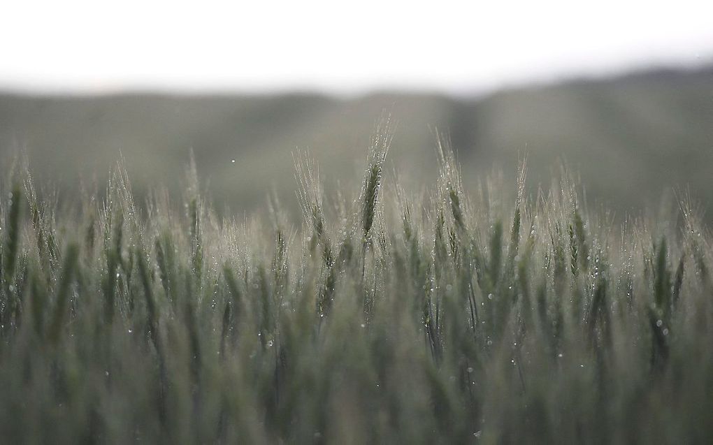 Tarwe bedekt met waterdruppels op een mistige dag in het Gerecsegebergte bij Pelifoldszentkereszt, Noord-Hongarije. beeld EPA