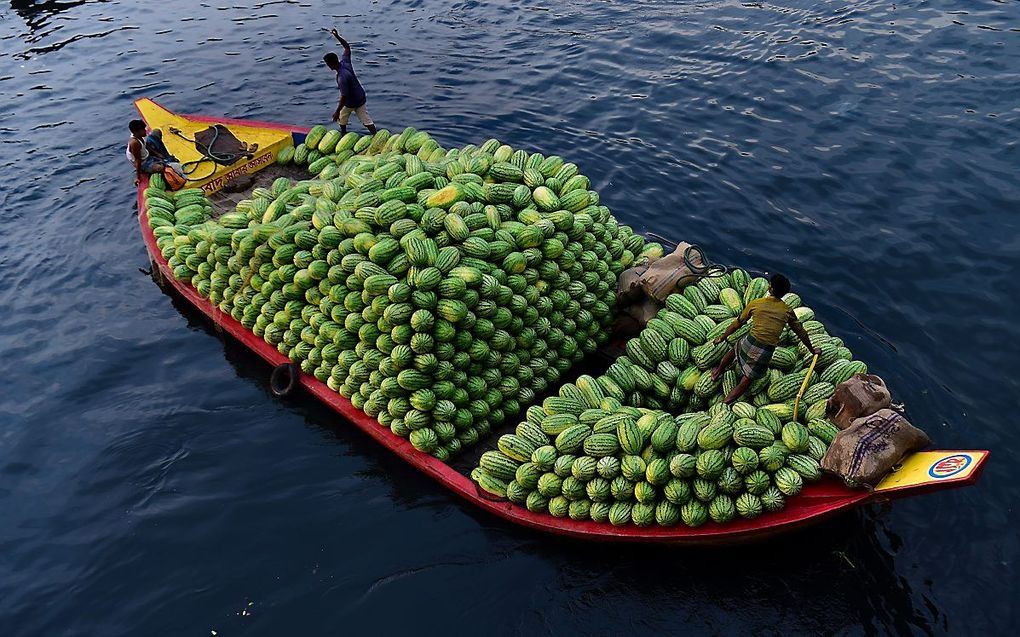 Een verkoper van watermeloen in Bangladesh onderweg naar de stad om zijn fruit aan de mand te brengen. beeld AFP