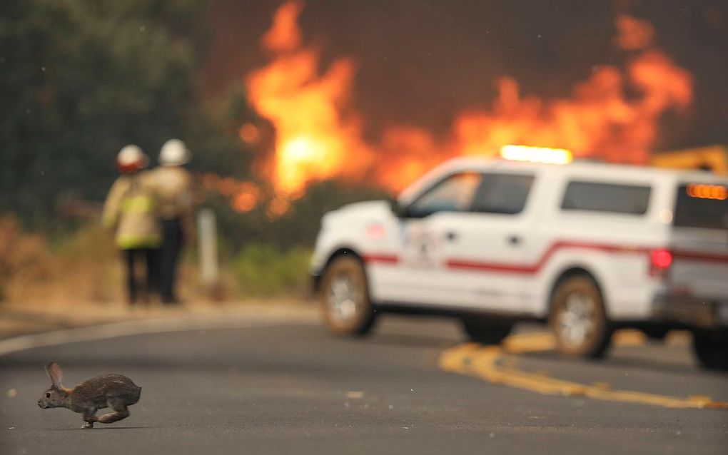 Een konijn vlucht weg voor het vuur in Californie. beeld AFP, SANDY HUFFAKER