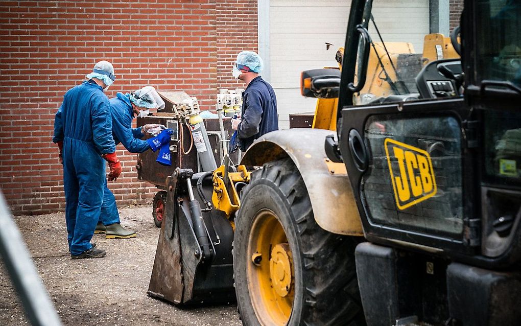 Medewerkers van de NVWA zijn bezig met het ruimen van nertsen op een met het coronavirus besmette nertsenfokkerij. beeld ANP, ROB ENGELAAR