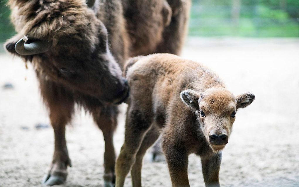 Een Europese bizonkalfje met z'n moeder in een dierentuin in Hongarije. beeld EPA, Attila Balazs