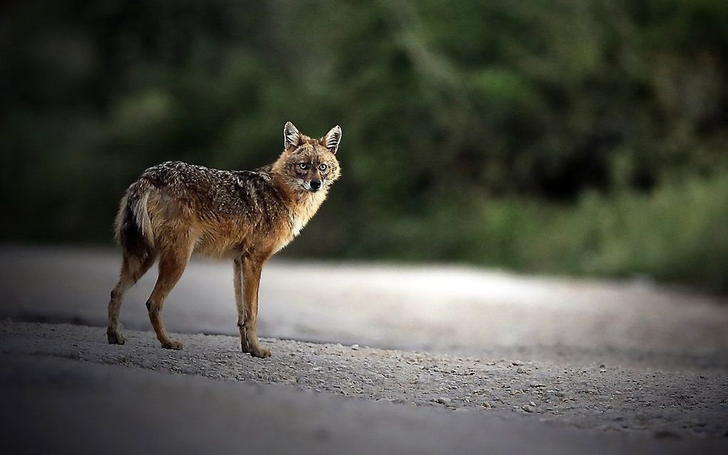 Een goudjakhals in Libanon. beeld AFP, Joseph Eid