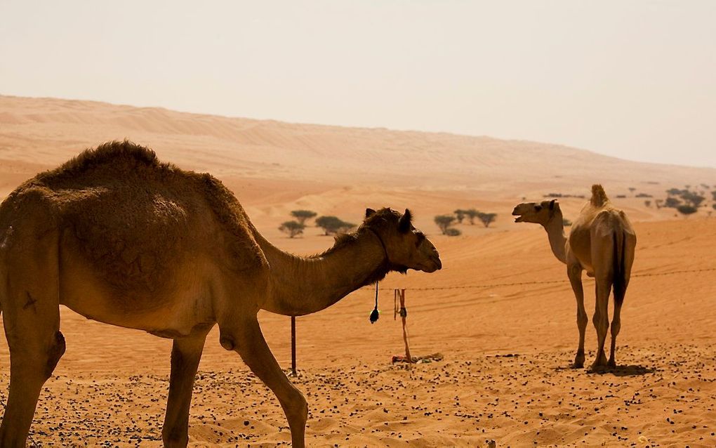 Dromedarissen in Oman. beeld ANP, Ruud Taal