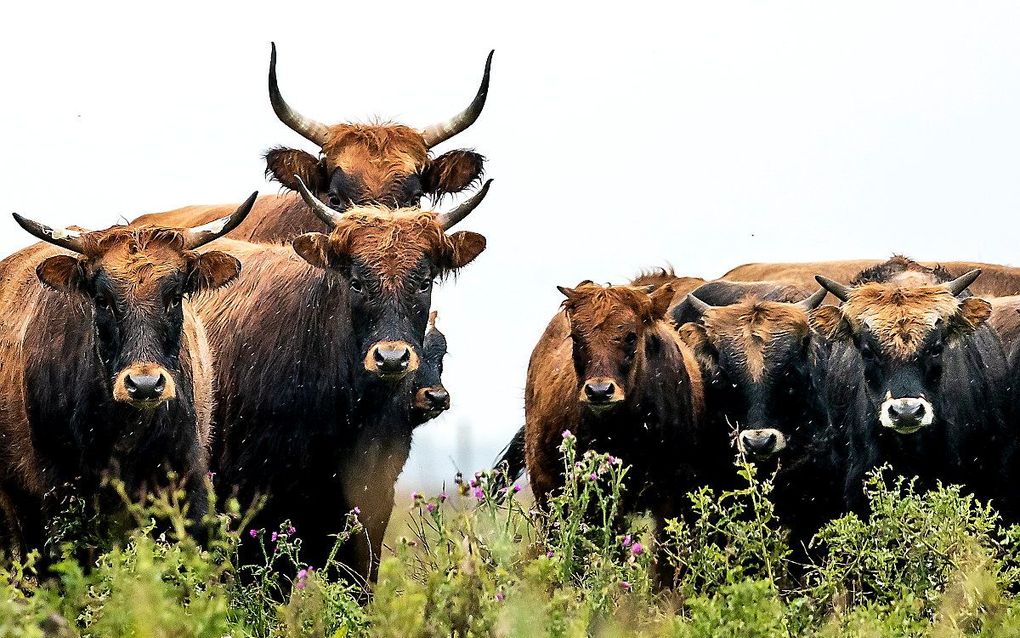 Heckrunderen in de Oostvaardersplassen. beeld ANP REMKO DE WAAL