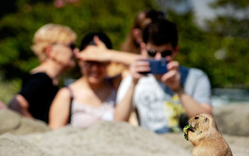 Blijdorp in betere tijden, april 2019. beeld ANP, Robin van Lonkhuijsen