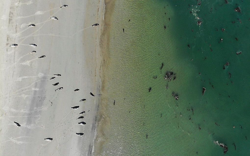 Een kolonie zeehonden geniet van het laagwater in de Oosterscheldedelta. beeld EPA, Olivier Hoslet