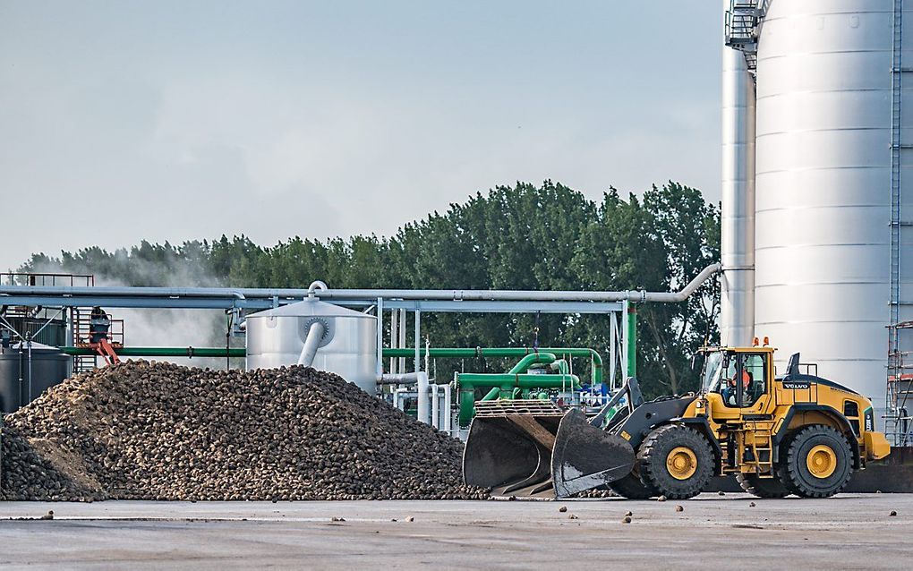 Aanvoer van suikerbieten bij een fabriek van Cosun Beet Company, het vroegere Suiker Unie. beeld ANP, Ginopress