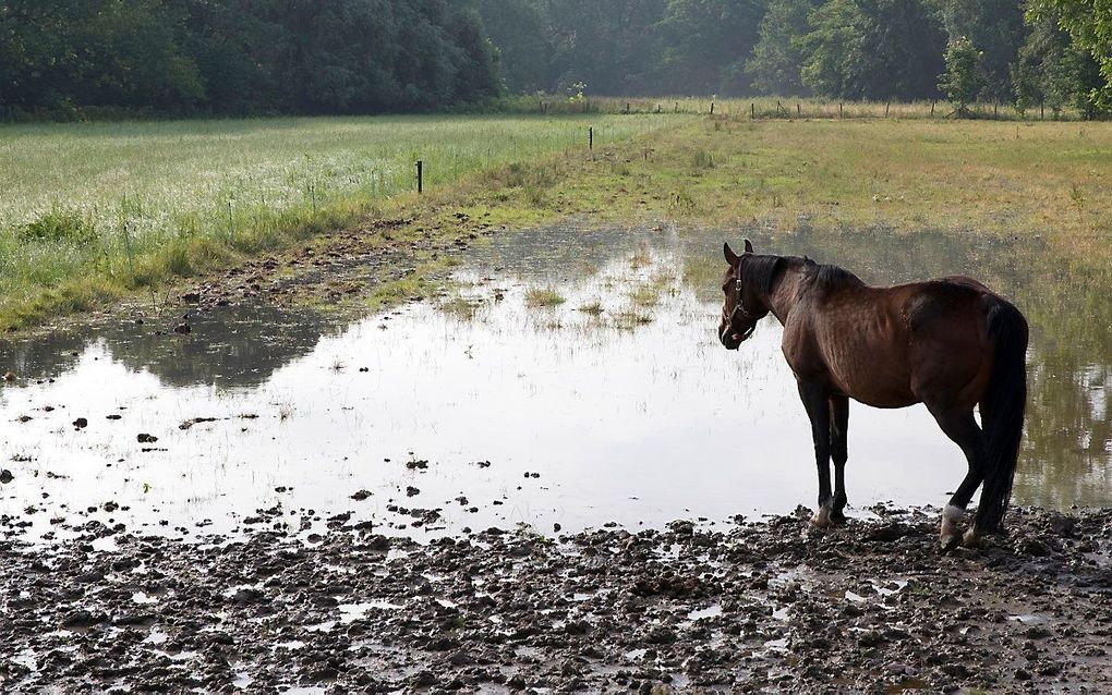 beeld ANP, Marcel van Hoorn