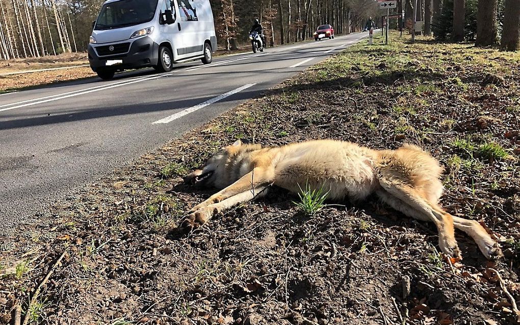 De doodgereden wolf. beeld provincie Gelderland