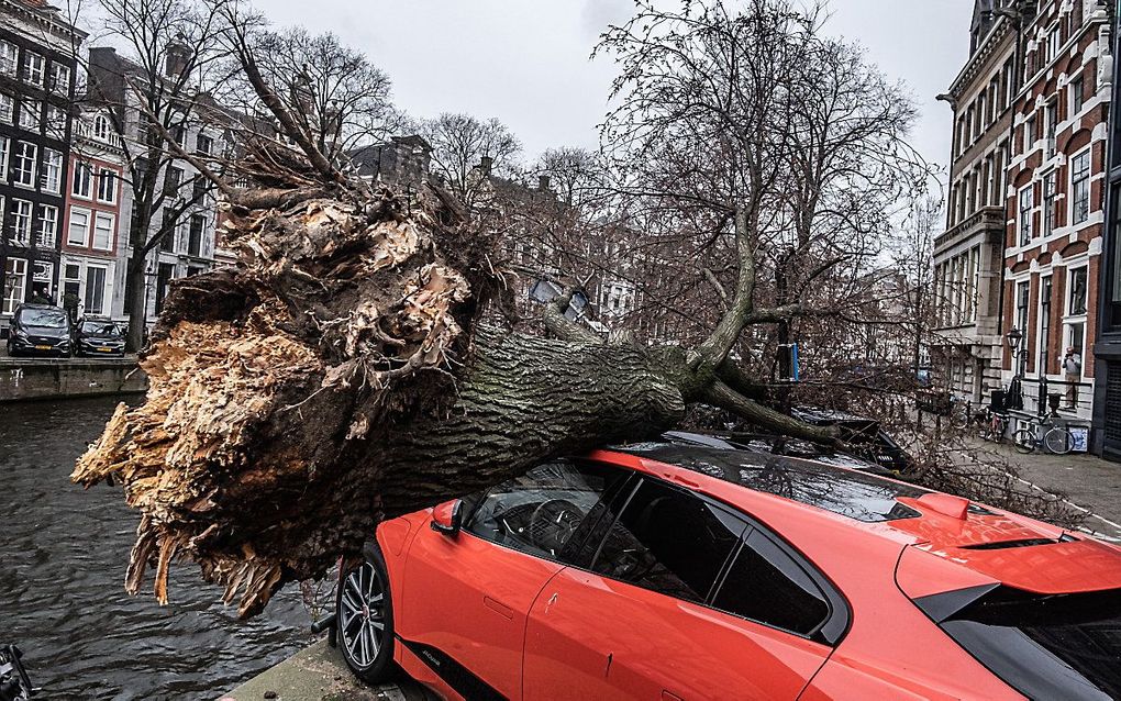 Een grote boom is bovenop een aantal geparkeerde auto's in Amsterdam gevallen tijdens de eerste storm van 2021. beeld ANP, Joris van Gennip