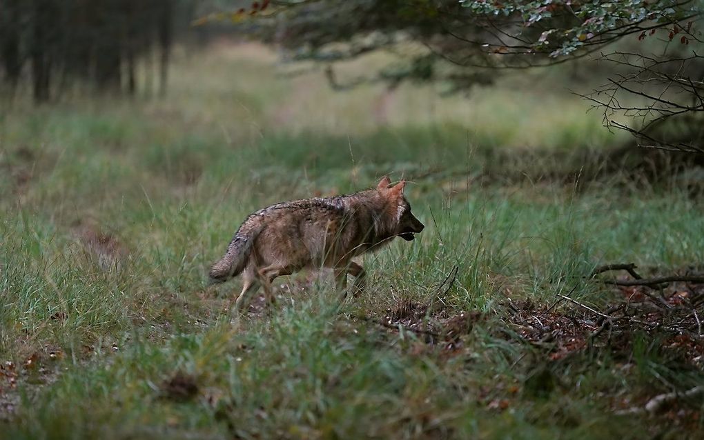 Een wolf op de Veluwe. beeld ANP, Otto Jelsma