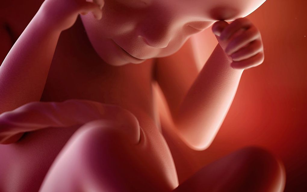 Foetus van 24 weken. beeld iStock