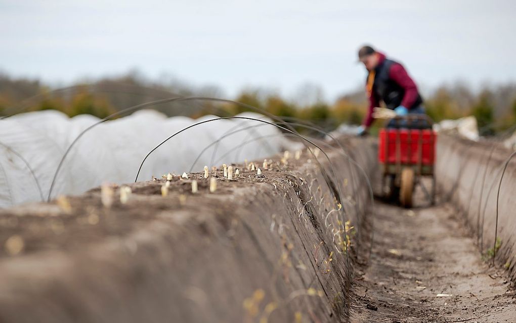 Het steken van asperges is nog altijd handwerk. beeld ANP, Robin van Lonkhuijsen