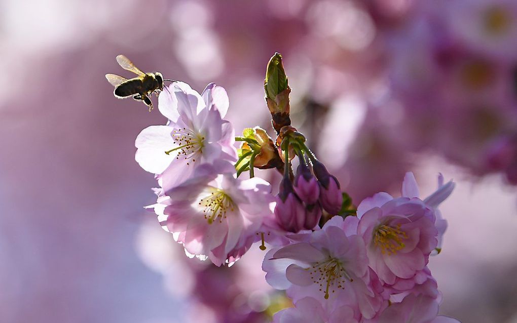 Op veel plaatsen staan prunussen in volle bloei. Deskundigen denken dat de invloed van het weer op de verspreiding van het coronavirus beperkt is. beeld EPA, Anthony Anex