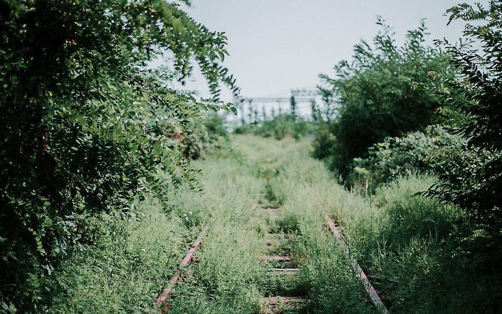 ProRail en NS hebben tot dit initiatief besloten omdat wilde bijen, vlinders en andere insecten het moeilijk hebben in Nederland. beeld Unsplash